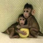 Maimuțele Rhesus au conștiință umană. Au puterea de a prelua conducerea Terrei