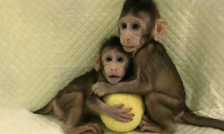 Maimuțele Rhesus au conștiință umană. Au puterea de a prelua conducerea Terrei