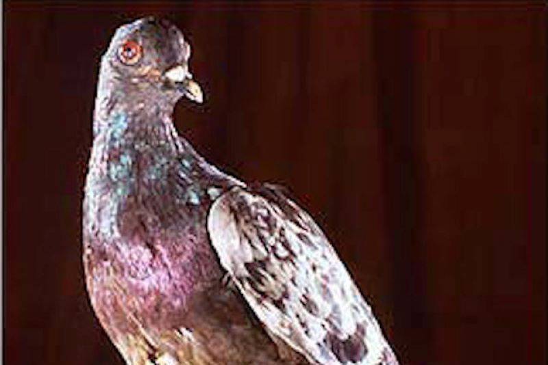Cher Ami. Porumbelul mesager care a salvat 200 de soldați în Primul Război Mondial