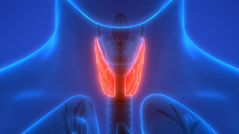 Glanda tiroidă. Care sunt tulburările acestei glande și cum se pot trata