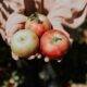 Beneficiile incredibile pe care consumul de mere le are asupra sănătății