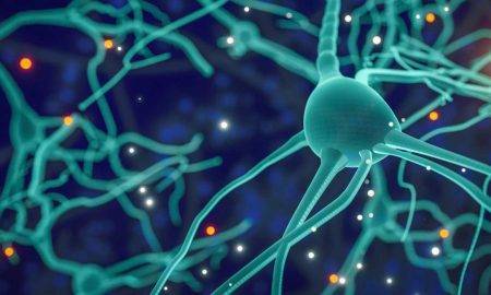 Câți neuroni sunt în creierul uman?