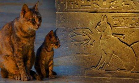 Cum erau văzute pisicile în mitologiile lumii