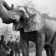 Povestea tristă a lui Mary, elefantul condamnat la moarte după ce a comis o crimă