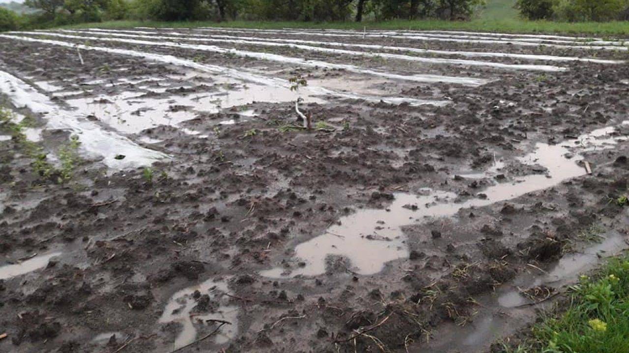 Nici anul acesta românii nu au legume! Ploaia a inundat mii de hectare, spre disperarea agricultorilor