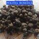 Amplă acțiune a Poliției Române! 1.200 de kilograme de trufe negre au fost confiscate