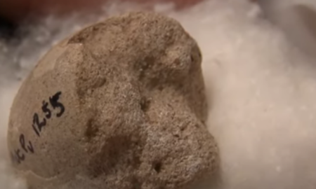 Ouă preistorice, vechi de milioane de ani, descoperite într-un campus