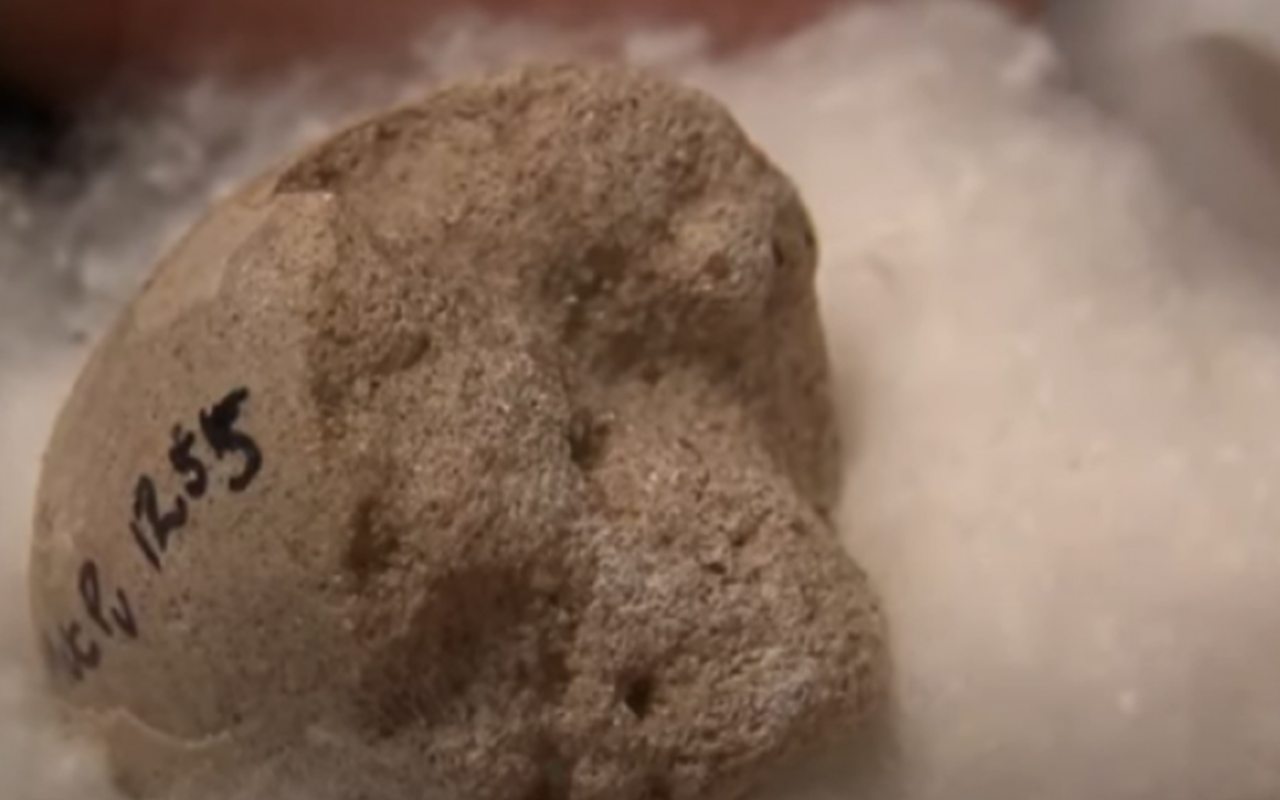 Ouă preistorice, vechi de milioane de ani, descoperite într-un campus
