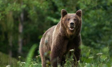 Trei ciobani au fost atacați de urs. Unul dintre ei a murit în condiții teribile