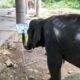 Lecție de viață din partea unui elefant! Un pui de elefant pictează tablouri