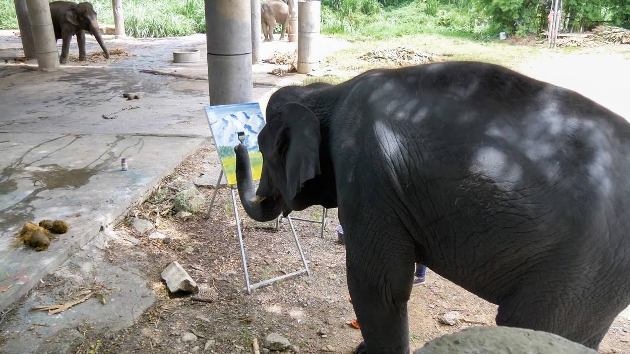 Lecție de viață din partea unui elefant! Un pui de elefant pictează tablouri