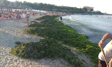 Concediul românilor, stricat! Peste 10.000 de tone de alge, strânse de pe litoral
