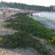 Concediul românilor, stricat! Peste 10.000 de tone de alge, strânse de pe litoral