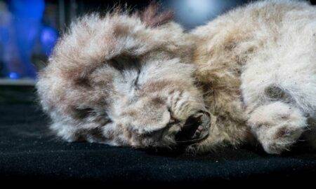 Pui de leu de acum 28.000 de ani, găsit conservat în regiunea polară