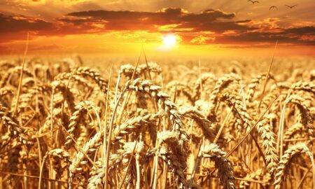 România are cea mai bună producție de grâu din ultimii 10 ani. Cezar Gheorghe despre creșterea prețurilor