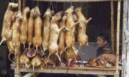 Carnea de câine va fi interzisă! Președintele Coreei de Sud 