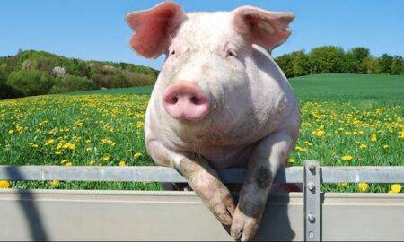 Românii riscă să își ia adio de la carnea de porc și de pui. Un nou avertisment a fost dat de producători