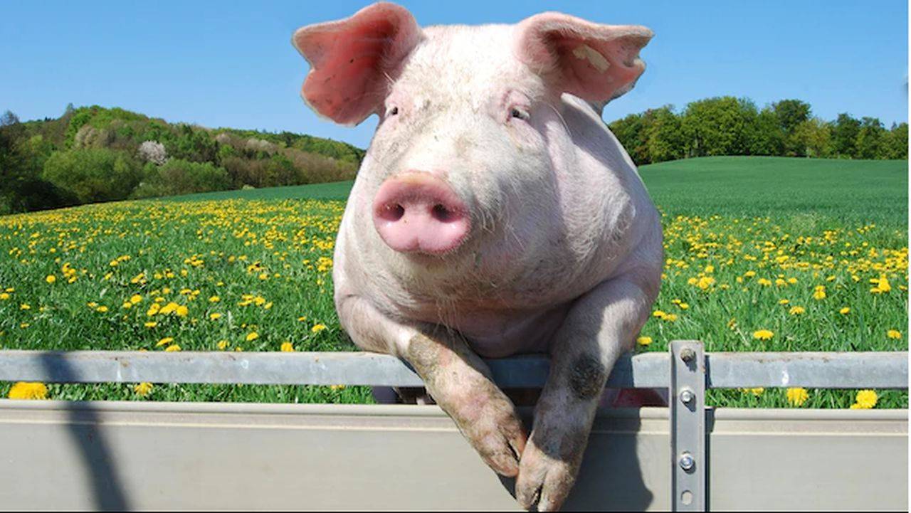 Românii riscă să își ia adio de la carnea de porc și de pui. Un nou avertisment a fost dat de producători