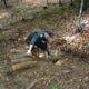 Mai multe bombe și grenade neexplodate, găsite într-o pădure din Neamț