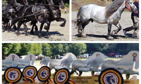 Festivalul Național Ecvestru de la Râșnov a adus la un loc cei mai frumoși cai din România