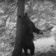 VIDEO. Ipostaze de poveste create de un urs, în parcul Național Piatra Craiului