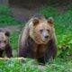 Ministerul Mediului a probat împușcarea primilor urși care fac probleme.. Iată lista