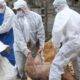 Pesta porcină pune din nou stăpânire pe mai multe regiuni din România. ANSVSA a anunțat câte focare sunt active