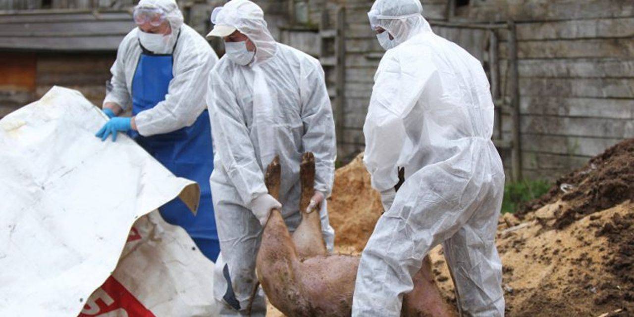 Pesta porcină pune din nou stăpânire pe mai multe regiuni din România. ANSVSA a anunțat câte focare sunt active