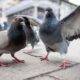 Jaf istoric, în Belgia! Un sucevean a furat porumbei în valoare de 600.000 de euro