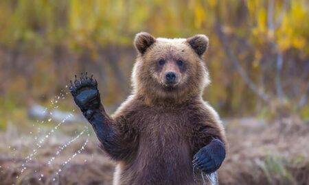 „Cum ar fi ca urșii să primească drepturi de autor?” – Charlie Ottley cere un nou sanctuar de urși în România