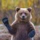 „Cum ar fi ca urșii să primească drepturi de autor?” – Charlie Ottley cere un nou sanctuar de urși în România