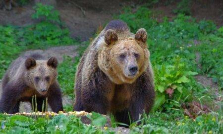 Ce se va întâmpla cu urșii din România. UDMR a propus Parlamentului o nouă lege
