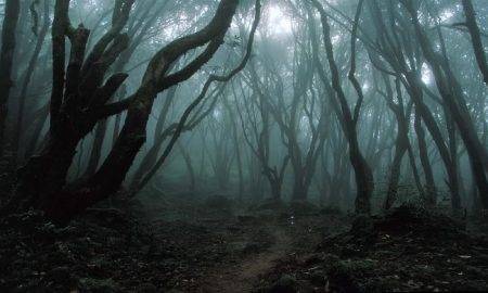Pădurea Hoia Baciu din Transilvania: unul dintre cele mai bântuite locuri din Europa
