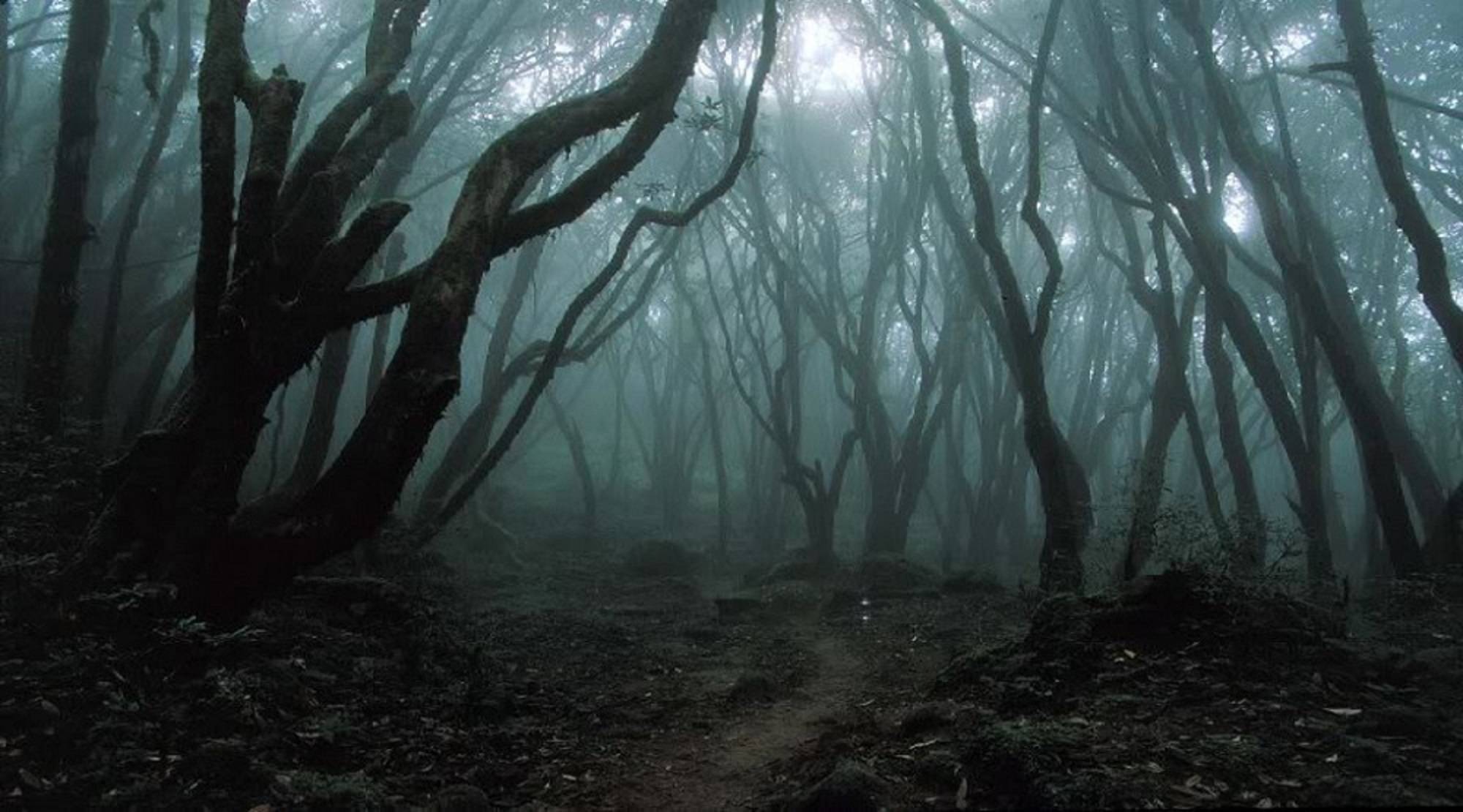 Pădurea Hoia Baciu din Transilvania: unul dintre cele mai bântuite locuri din Europa