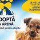 Campania ASPA aduce românilor șansa de a adopta un cățel sau o pisică