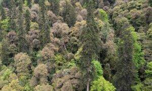 Un copac de 83,2 metri a fost descoperit recent