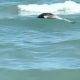 Delfinii, victime ale războiului. Un delfin fără viață a fost văzut în Mamaia, printre turiștii care se bucurau de apă