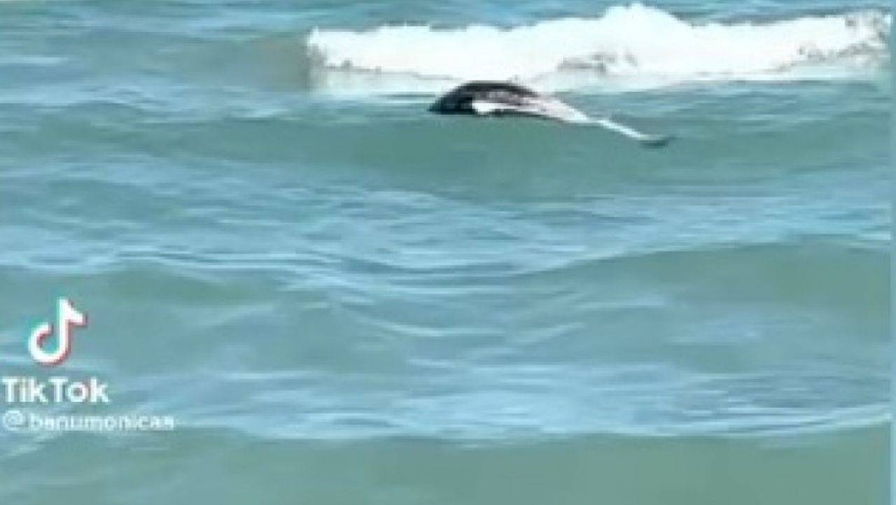 Delfinii, victime ale războiului. Un delfin fără viață a fost văzut în Mamaia, printre turiștii care se bucurau de apă