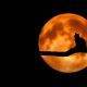 Peste doar o oră, Superluna „Buck Moon” sau „Thunder Moon” apare pe cer. Este cel mai spectaculos fenomen al perioadei