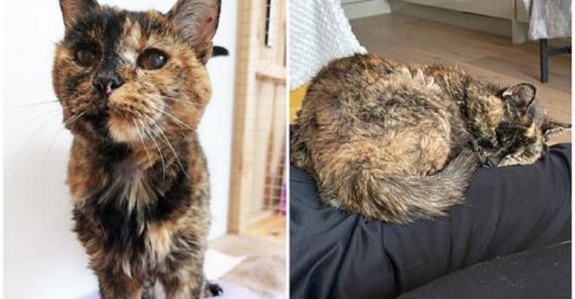 Aceasta este Flossie, cea mai bătrână pisică din lume