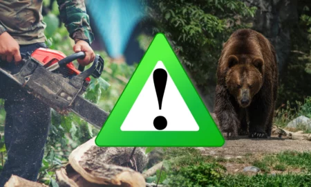 Marea comoară a României în pericol! Se discută combaterea tăierilor ilegale și gestionarea conflictelor om-urs
