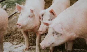 Pesta porcină din nou în România. Aproape 20.000 urmează să fie sacrificate