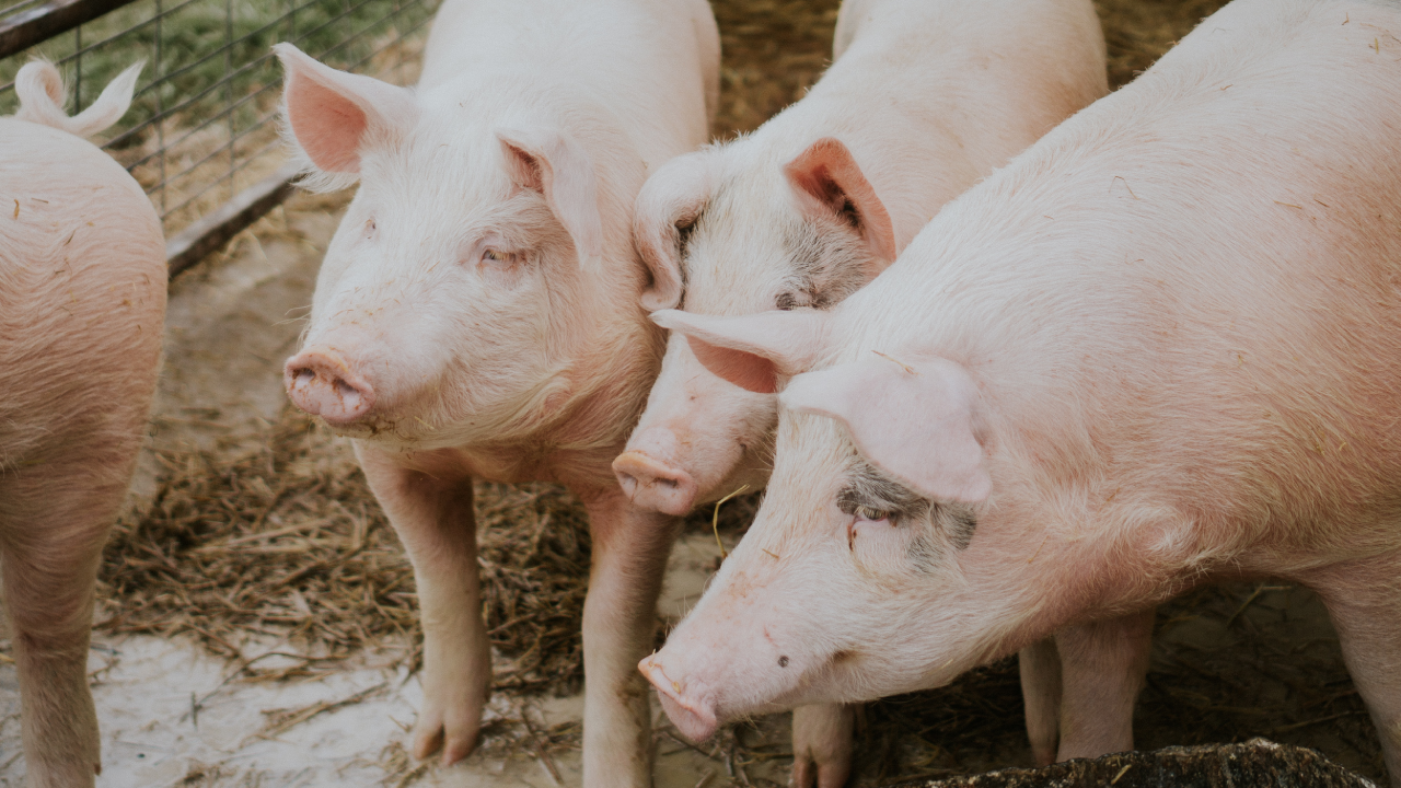 Pesta porcină din nou în România. Aproape 20.000 urmează să fie sacrificate