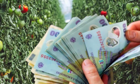 Ajutoare de la stat! Până la 300.000 de euro pentru producătorii de fructe și legume, dar cu condiții stricte