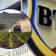 Banca Transilvania lansează creditul pentru fermieri! Ce trebuie să facă aceștia pentru a beneficia de acești bani