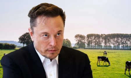 Elon Musk contestă propunerea guvernului. Se urmărește sacrificarea a 200.000 de vaci pentru a îndeplini obiectivele UE