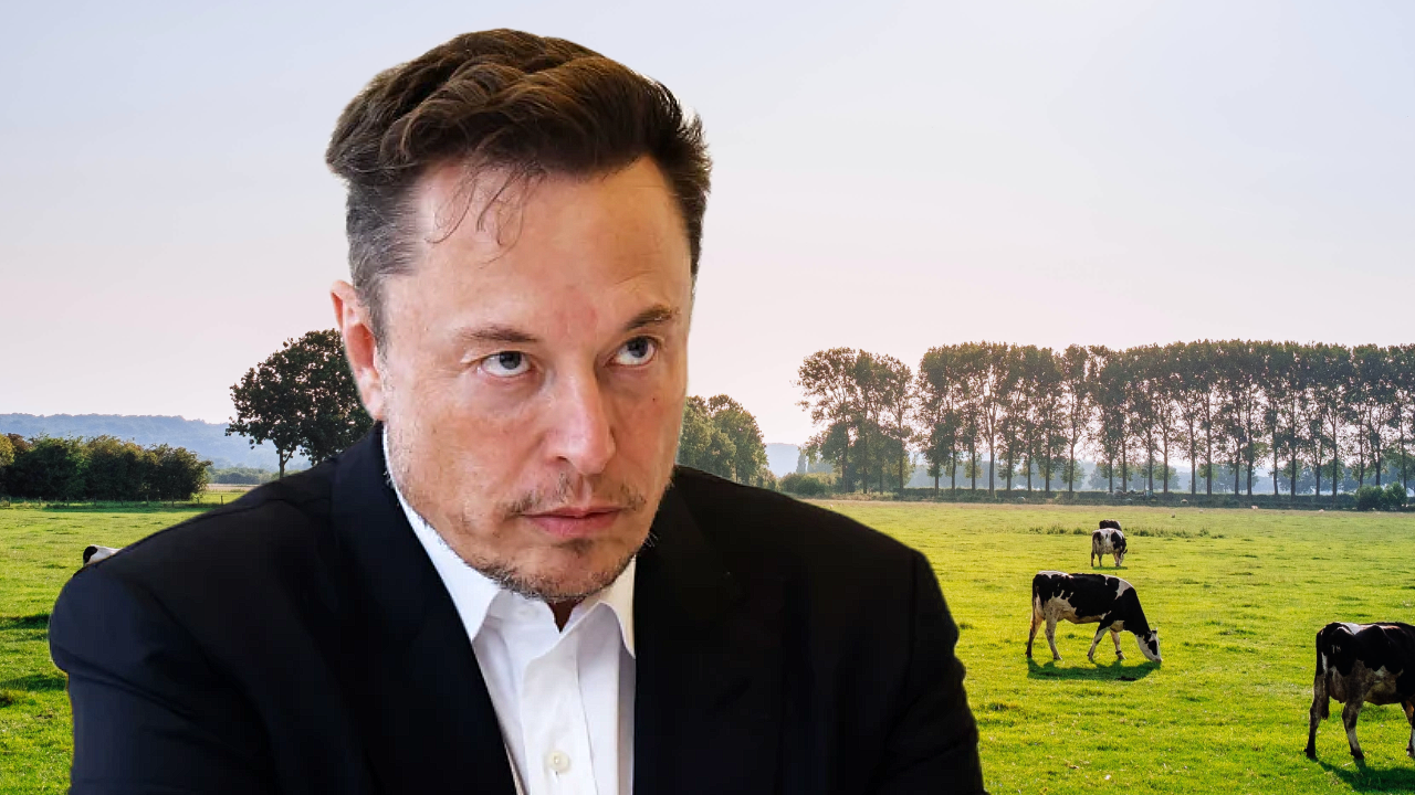 Elon Musk contestă propunerea guvernului. Se urmărește sacrificarea a 200.000 de vaci pentru a îndeplini obiectivele UE