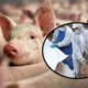 Focar de pestă porcină africană în România! Peste 50.000 de animale vor fi sacrificate