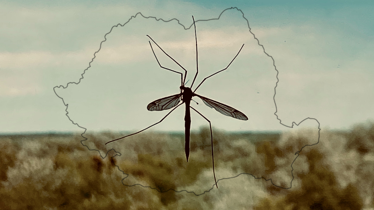 România este invadată de țânțari! Numărul de cazuri de febră West Nile şi dengue a crescut semnificativ