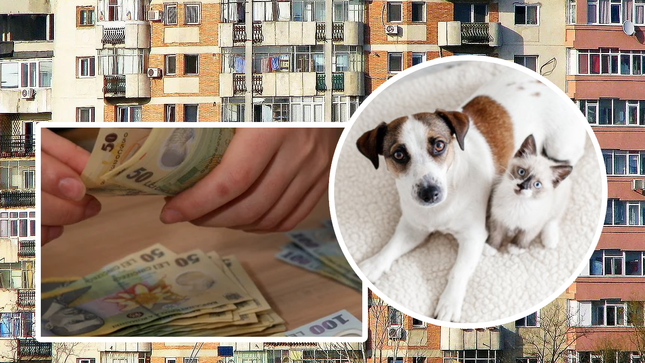 Taxe pentru câini și pisici la bloc? Legislația românească nu clarifică situația animalelor de companie în blocuri